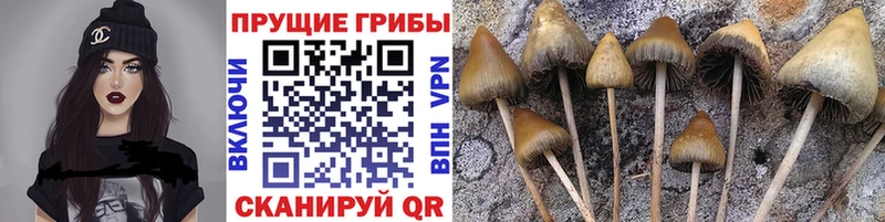 Псилоцибиновые грибы Cubensis Верхняя Салда